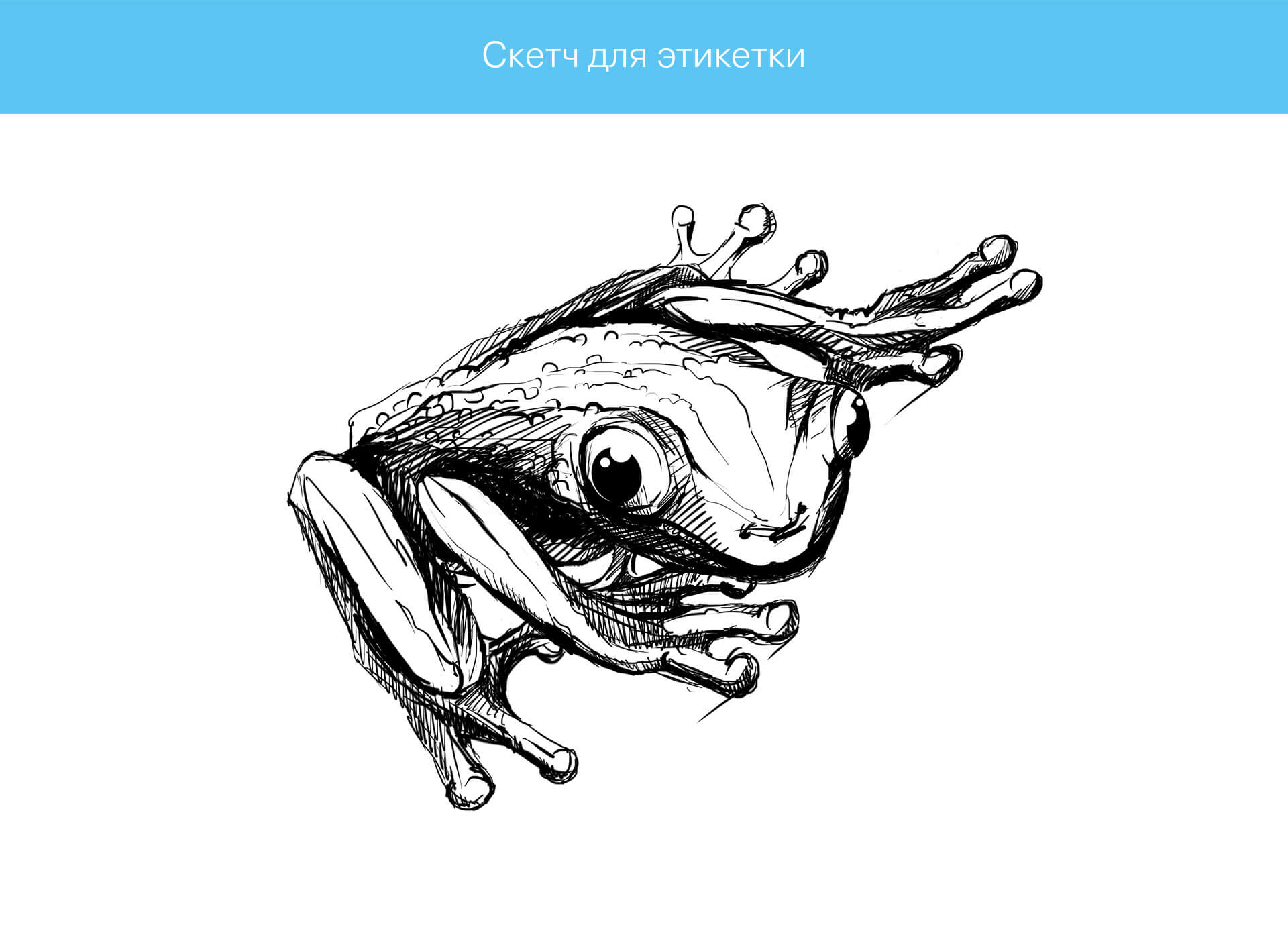 prokochuk_irina_illustration-frog_1